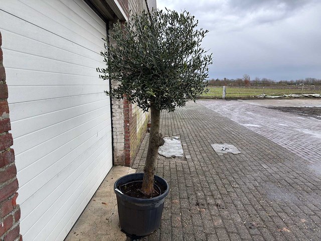 Olijfboom ronde bol m - olea europaea - hoogte 170 cm - afbeelding 5 van  7