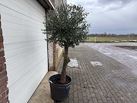 Olijfboom ronde bol m - olea europaea - hoogte 170 cm - afbeelding 5 van  7