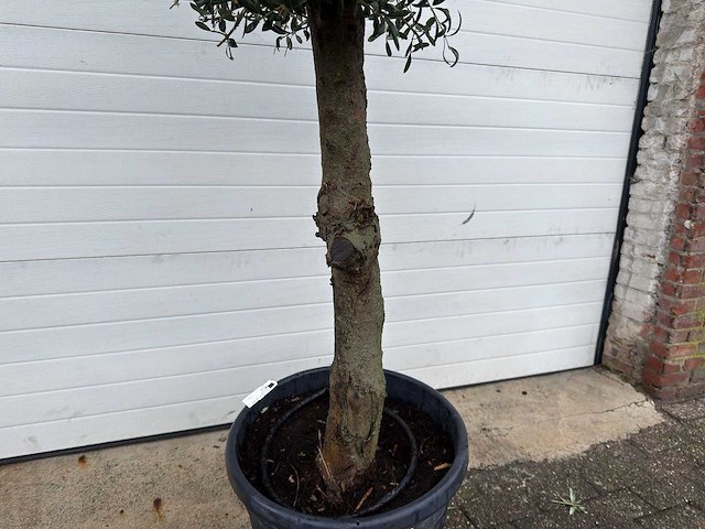Olijfboom ronde bol m - olea europaea - hoogte 170 cm - afbeelding 6 van  7