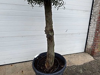 Olijfboom ronde bol m - olea europaea - hoogte 170 cm - afbeelding 6 van  7