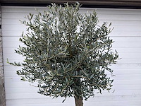 Olijfboom ronde bol m - olea europaea - hoogte 170 cm - afbeelding 7 van  7