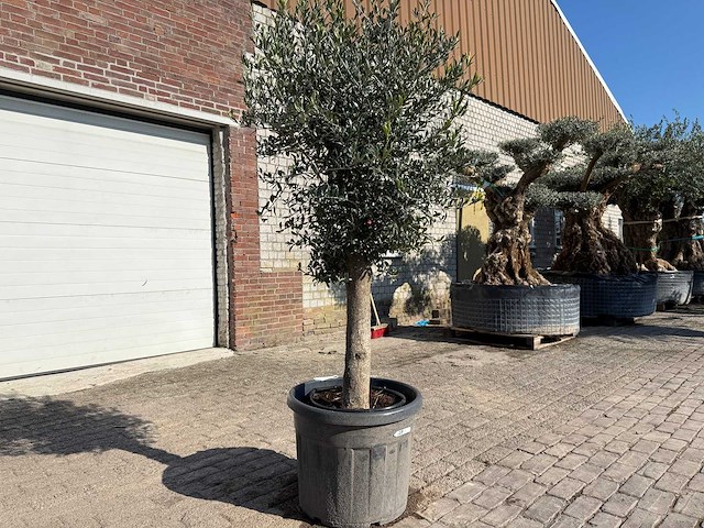 Olijfboom ronde bol m - olea europaea - hoogte ca. 170 cm - afbeelding 2 van  5