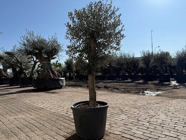 Olijfboom ronde bol m - olea europaea - hoogte ca. 170 cm - afbeelding 3 van  5