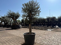 Olijfboom ronde bol m - olea europaea - hoogte ca. 170 cm - afbeelding 3 van  5