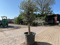 Olijfboom ronde bol m - olea europaea - hoogte ca. 170 cm - afbeelding 4 van  5