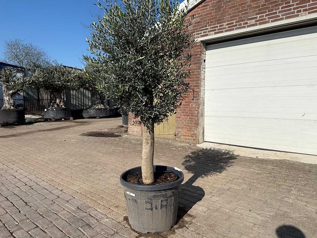 Olijfboom ronde bol m - olea europaea - hoogte ca. 170 cm - afbeelding 5 van  5