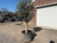 Olijfboom ronde bol m - olea europaea - hoogte ca. 170 cm - afbeelding 5 van  5