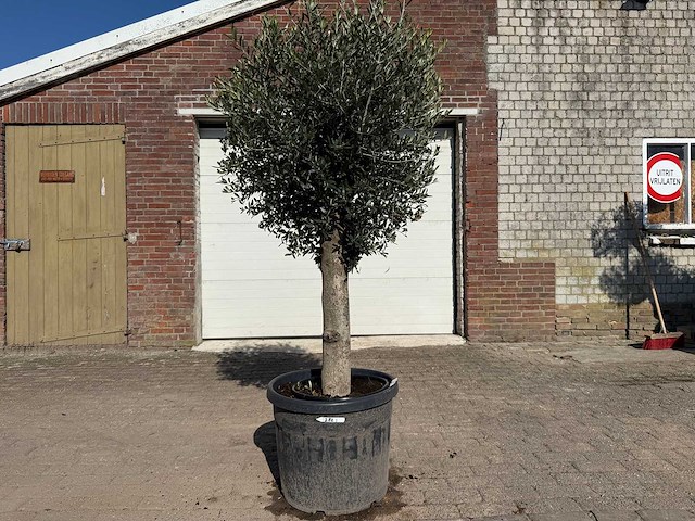 Olijfboom ronde bol m - olea europaea - hoogte ca. 170 cm - afbeelding 1 van  6