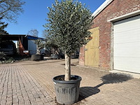 Olijfboom ronde bol m - olea europaea - hoogte ca. 170 cm - afbeelding 2 van  6