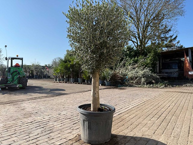 Olijfboom ronde bol m - olea europaea - hoogte ca. 170 cm - afbeelding 3 van  6