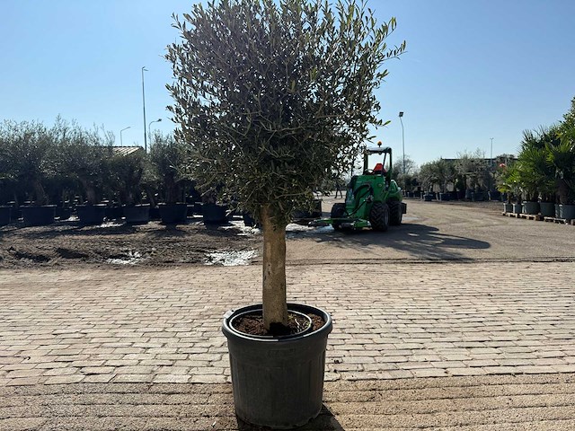 Olijfboom ronde bol m - olea europaea - hoogte ca. 170 cm - afbeelding 4 van  6