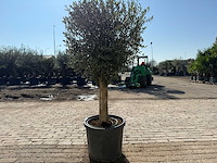 Olijfboom ronde bol m - olea europaea - hoogte ca. 170 cm - afbeelding 4 van  6