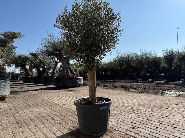 Olijfboom ronde bol m - olea europaea - hoogte ca. 170 cm - afbeelding 5 van  6