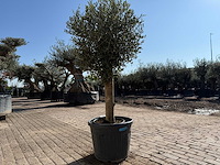Olijfboom ronde bol m - olea europaea - hoogte ca. 170 cm - afbeelding 5 van  6