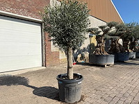 Olijfboom ronde bol m - olea europaea - hoogte ca. 170 cm - afbeelding 6 van  6