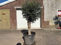Olijfboom ronde bol m - olea europaea - hoogte ca. 170 cm - afbeelding 1 van  6