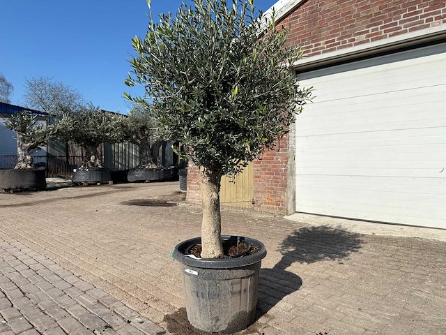 Olijfboom ronde bol m - olea europaea - hoogte ca. 170 cm - afbeelding 2 van  6