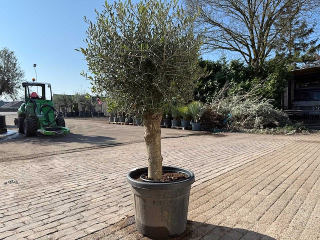 Olijfboom ronde bol m - olea europaea - hoogte ca. 170 cm - afbeelding 3 van  6