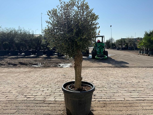 Olijfboom ronde bol m - olea europaea - hoogte ca. 170 cm - afbeelding 4 van  6