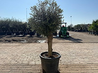 Olijfboom ronde bol m - olea europaea - hoogte ca. 170 cm - afbeelding 4 van  6