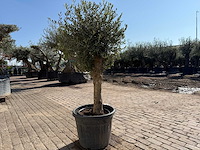Olijfboom ronde bol m - olea europaea - hoogte ca. 170 cm - afbeelding 5 van  6