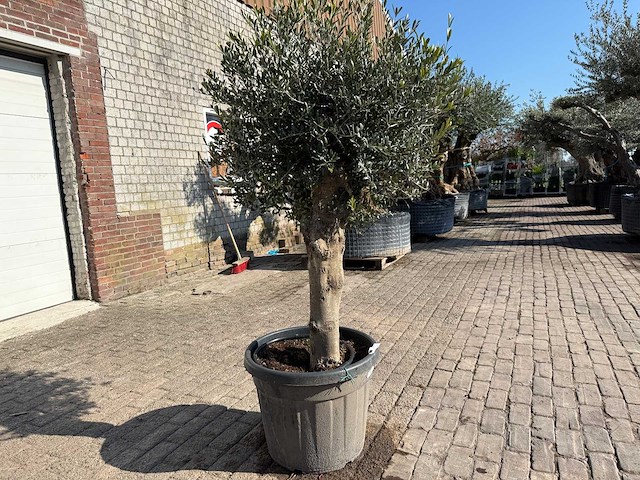 Olijfboom ronde bol m - olea europaea - hoogte ca. 170 cm - afbeelding 6 van  6