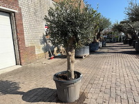 Olijfboom ronde bol m - olea europaea - hoogte ca. 170 cm - afbeelding 6 van  6