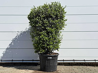 Olijfboom struik - olea europaea - ca. 15 jaar oud - hoogte ca. 160 cm - afbeelding 1 van  5