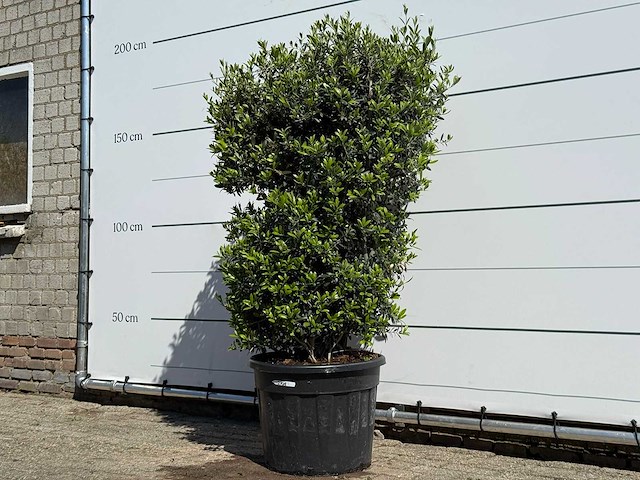 Olijfboom struik - olea europaea - ca. 15 jaar oud - hoogte ca. 160 cm - afbeelding 2 van  5