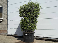 Olijfboom struik - olea europaea - ca. 15 jaar oud - hoogte ca. 160 cm - afbeelding 2 van  5