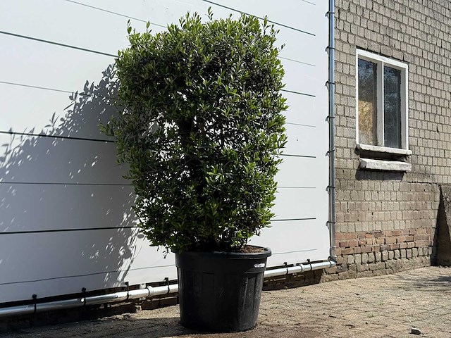 Olijfboom struik - olea europaea - ca. 15 jaar oud - hoogte ca. 160 cm - afbeelding 3 van  5