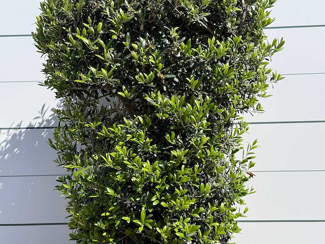 Olijfboom struik - olea europaea - ca. 15 jaar oud - hoogte ca. 160 cm - afbeelding 4 van  5