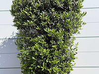 Olijfboom struik - olea europaea - ca. 15 jaar oud - hoogte ca. 160 cm - afbeelding 4 van  5