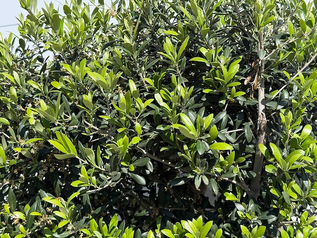 Olijfboom struik - olea europaea - ca. 15 jaar oud - hoogte ca. 160 cm - afbeelding 5 van  5