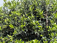Olijfboom struik - olea europaea - ca. 15 jaar oud - hoogte ca. 160 cm - afbeelding 5 van  5