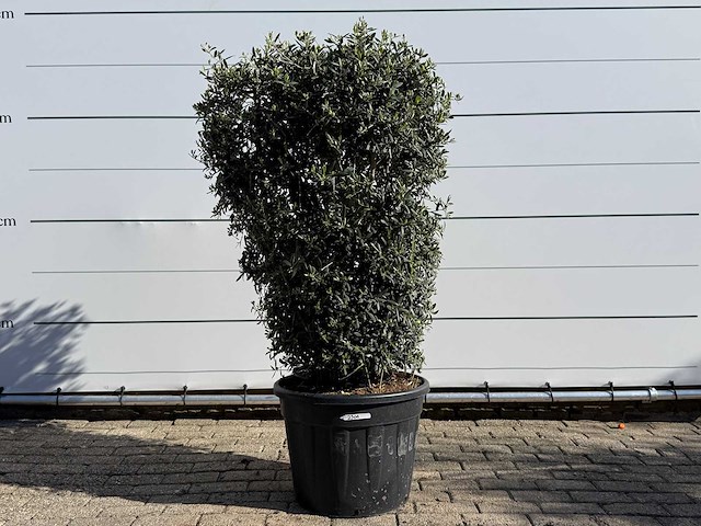 Olijfboom struik - olea europaea - ca. 25 jaar oud - hoogte ca. 160 cm - afbeelding 1 van  7