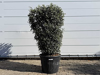 Olijfboom struik - olea europaea - ca. 25 jaar oud - hoogte ca. 160 cm