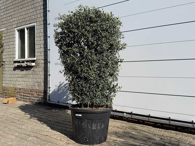 Olijfboom struik - olea europaea - ca. 25 jaar oud - hoogte ca. 160 cm - afbeelding 2 van  7