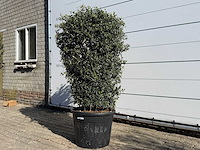 Olijfboom struik - olea europaea - ca. 25 jaar oud - hoogte ca. 160 cm - afbeelding 2 van  7