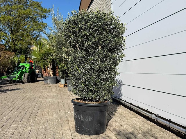 Olijfboom struik - olea europaea - ca. 25 jaar oud - hoogte ca. 160 cm - afbeelding 3 van  7