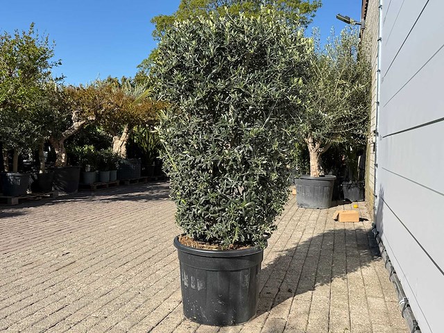 Olijfboom struik - olea europaea - ca. 25 jaar oud - hoogte ca. 160 cm - afbeelding 4 van  7