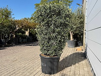 Olijfboom struik - olea europaea - ca. 25 jaar oud - hoogte ca. 160 cm - afbeelding 4 van  7