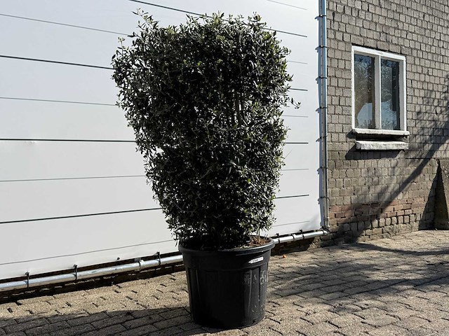 Olijfboom struik - olea europaea - ca. 25 jaar oud - hoogte ca. 160 cm - afbeelding 5 van  7