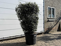 Olijfboom struik - olea europaea - ca. 25 jaar oud - hoogte ca. 160 cm - afbeelding 5 van  7