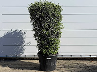Olijfboom struik - olea europaea - ca. 25 jaar oud - hoogte ca. 160 cm