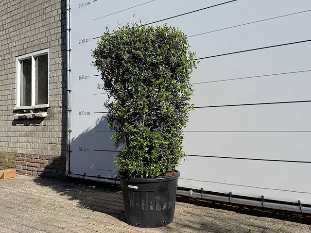 Olijfboom struik - olea europaea - ca. 25 jaar oud - hoogte ca. 160 cm - afbeelding 2 van  6