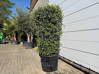 Olijfboom struik - olea europaea - ca. 25 jaar oud - hoogte ca. 160 cm - afbeelding 3 van  6