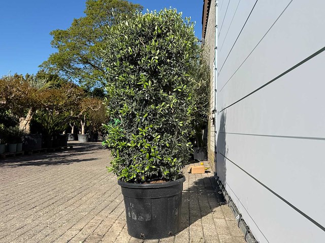 Olijfboom struik - olea europaea - ca. 25 jaar oud - hoogte ca. 160 cm - afbeelding 4 van  6