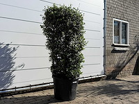 Olijfboom struik - olea europaea - ca. 25 jaar oud - hoogte ca. 160 cm - afbeelding 5 van  6