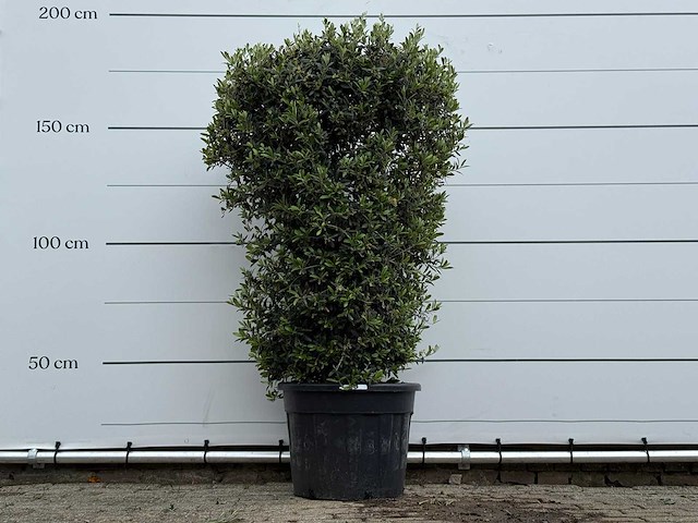 Olijfboom struik - olea europaea - ca. 25 jaar oud - hoogte ca. 180 cm - afbeelding 1 van  4